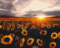 Campo de girasoles 40*50 cm LW 3175