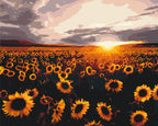 Campo de girasoles 40*50 cm LW 3175
