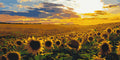 Campo de girasoles 40*80 cm LW 5099